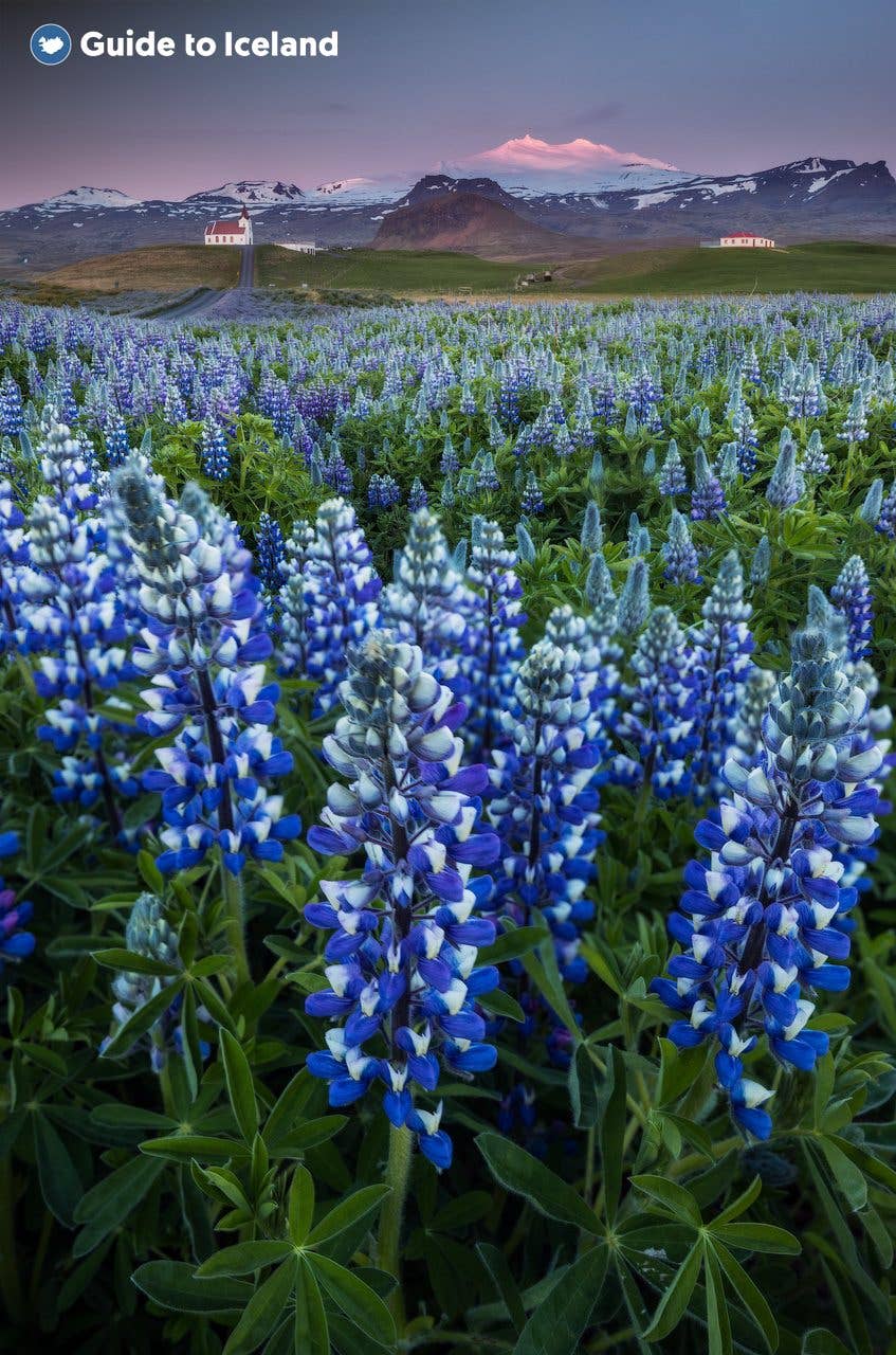 Ingjaldshólskirkja church rises above a field of blue lupines below Snæfellsjökull on the Snæfellsnes Peninsula, Iceland.