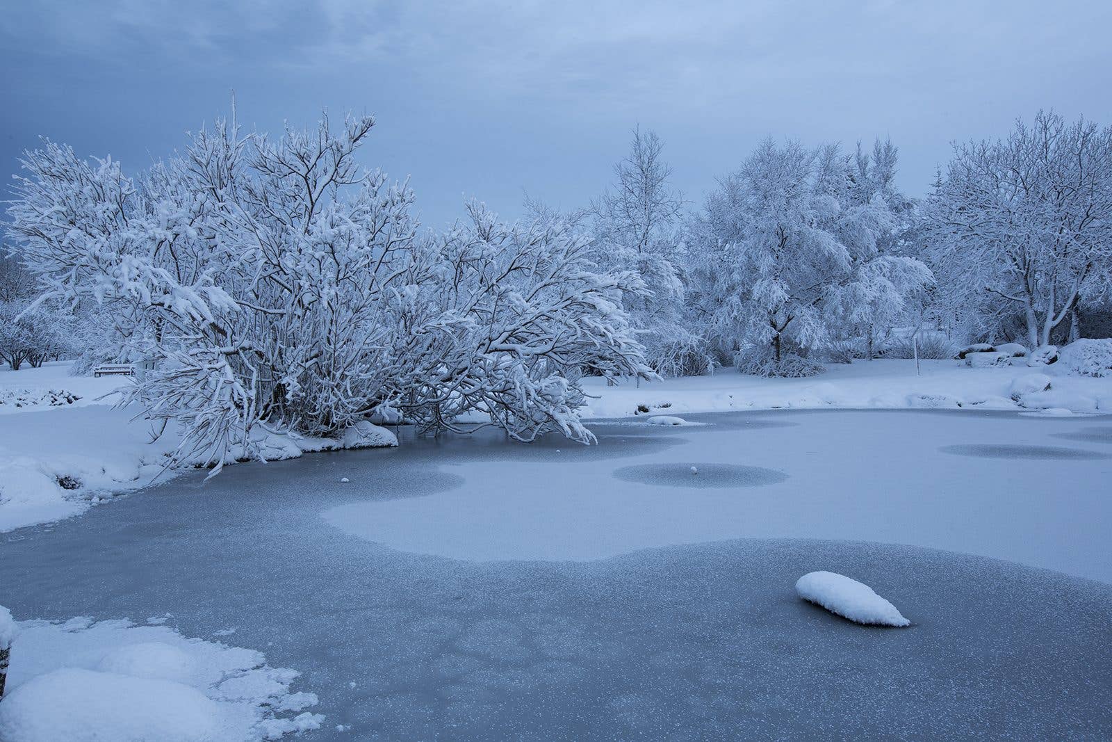 A frozen pond and snow-laden trees in Laugardalur Park in Reykjavík, Iceland.