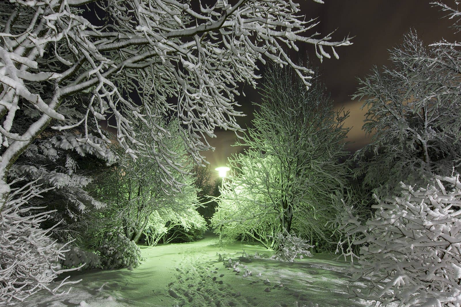 A lamp lights snow-covered trees at night in Laugardalur Park, Reykjavík, Iceland.