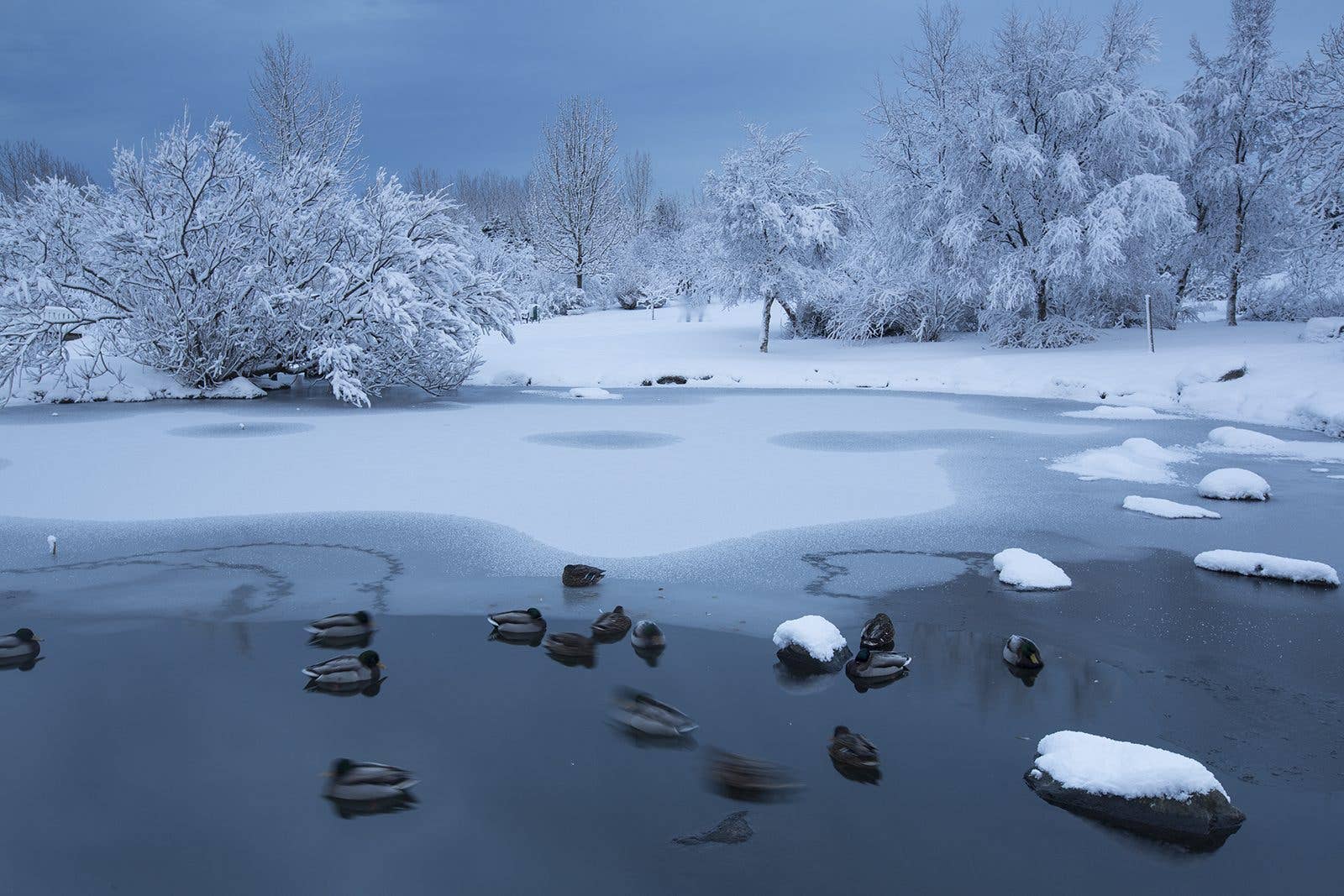 Ducks gather on a frozen pond ringed by snowy trees in Laugardalur Park, Reykjavík, Iceland.