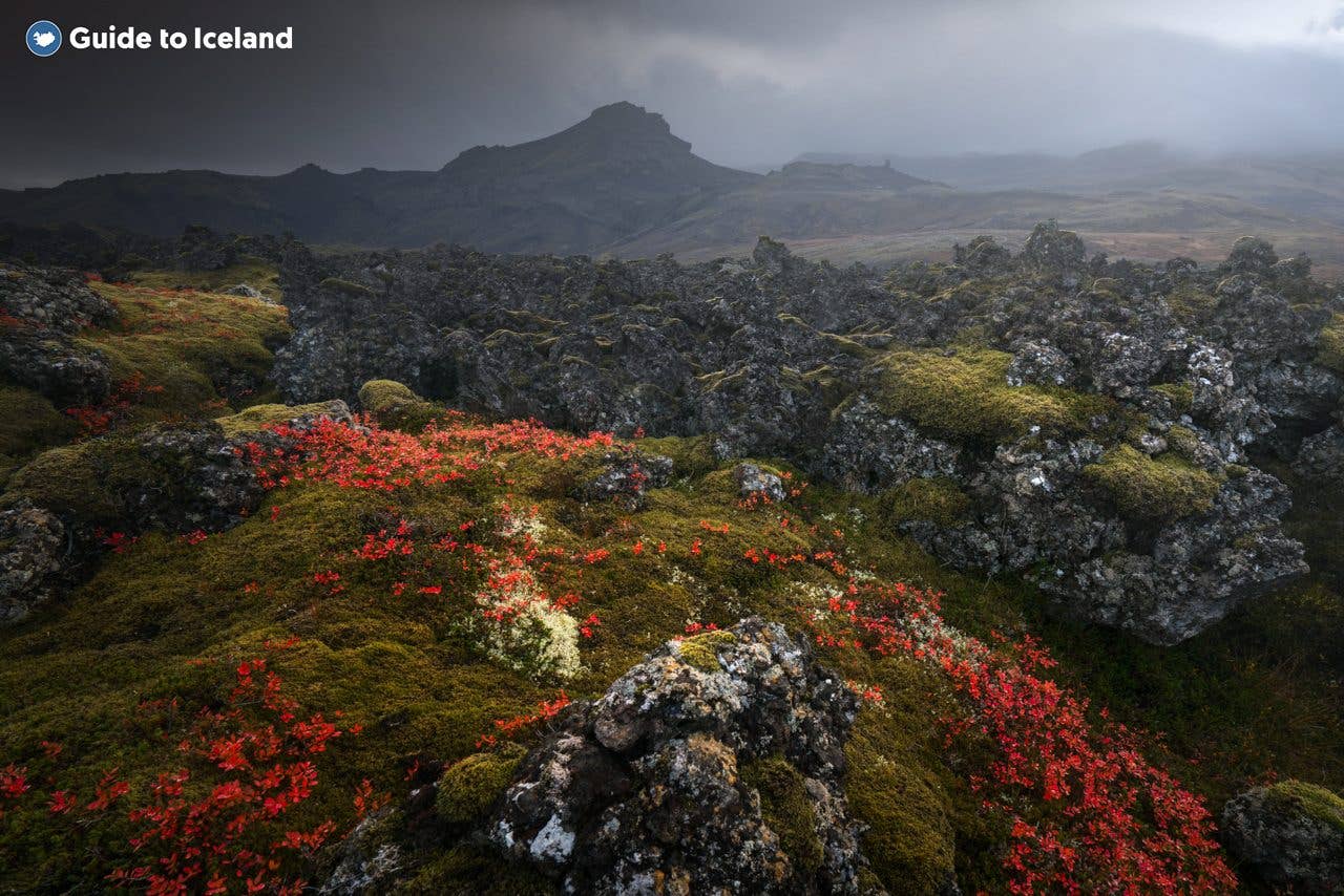 Red flowers and green moss cover a lava field below a mountain in Iceland.