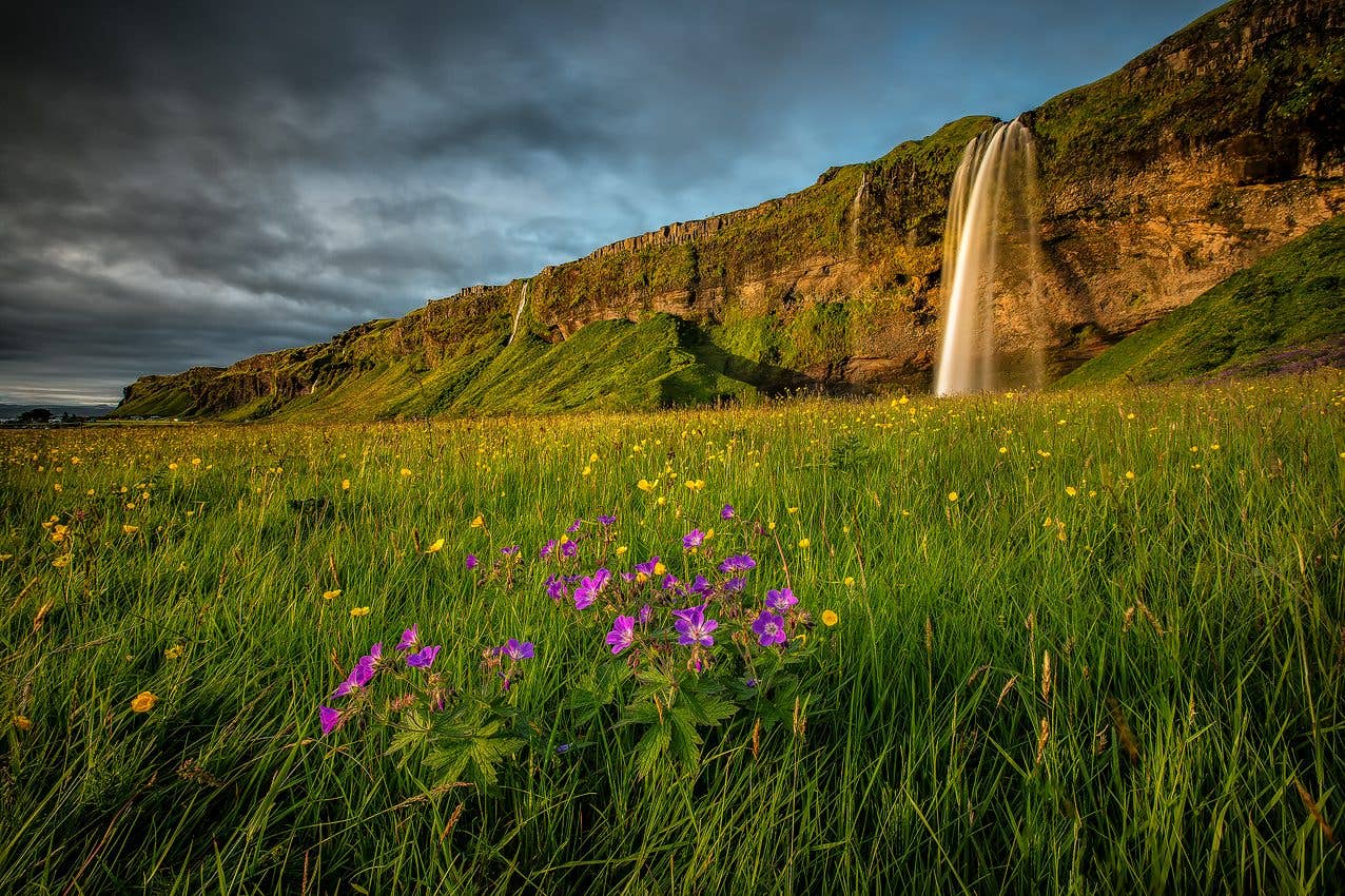 Wildflowers bloom in the meadow below Seljalandsfoss waterfall on the south coast of Iceland.
