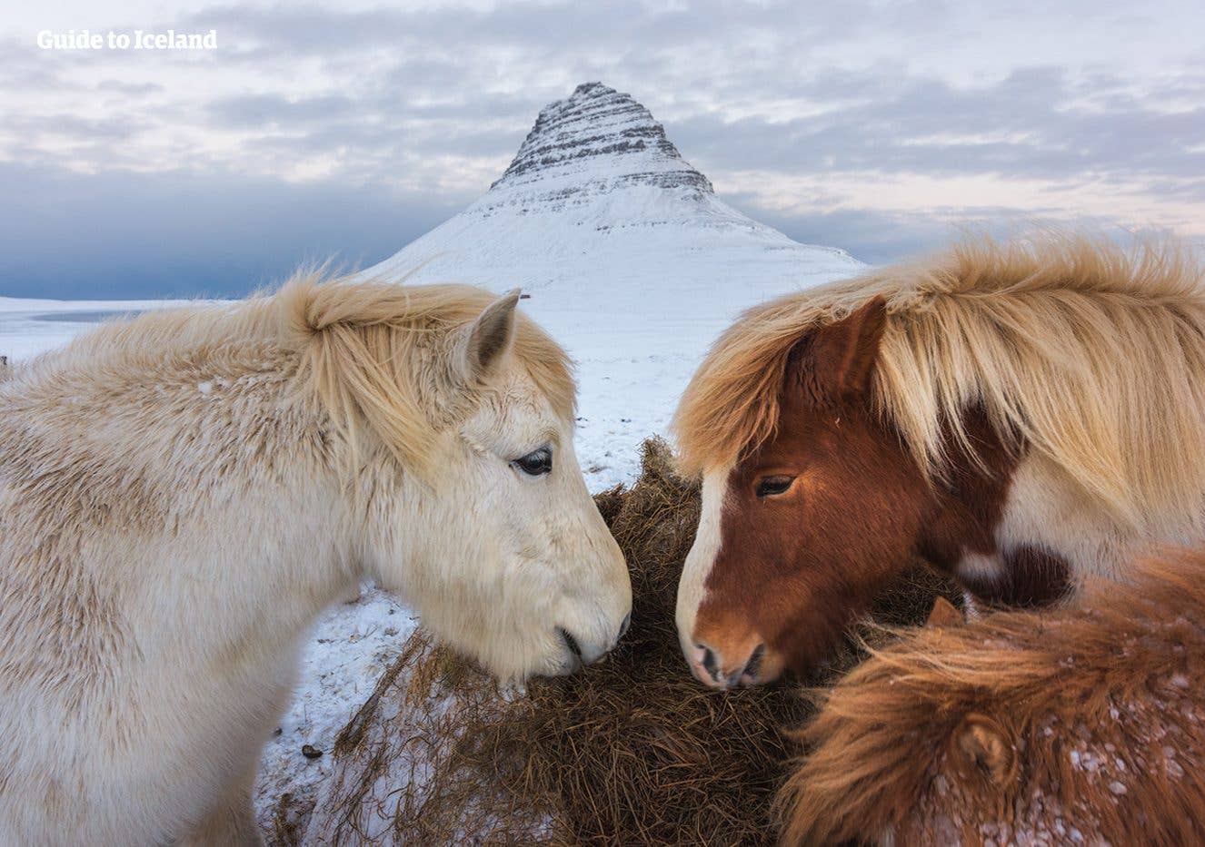 Two Icelandic horses nuzzle in front of the snow-capped Kirkjufell mountain on the Snæfellsnes Peninsula in winter.