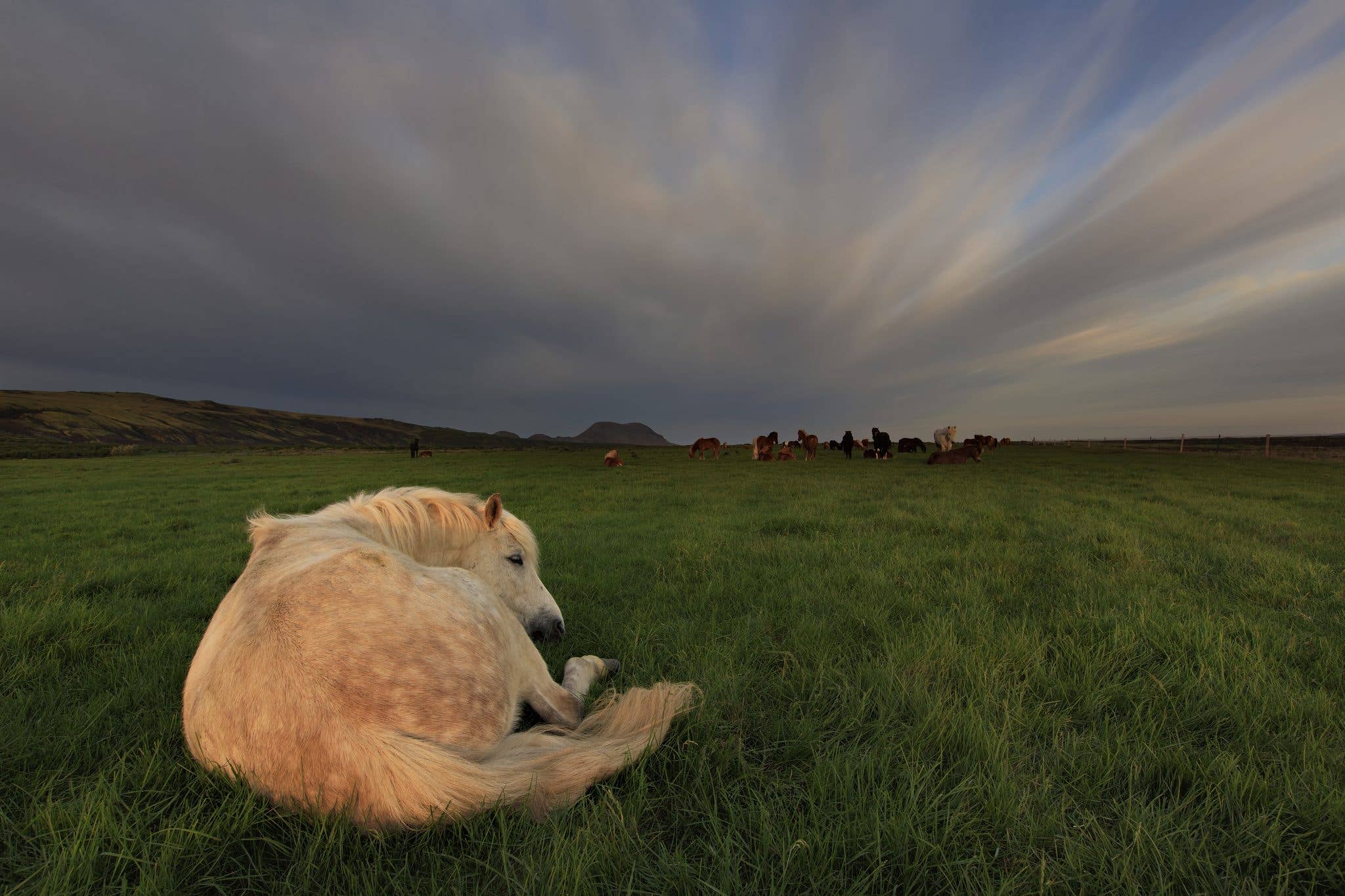 A pale Icelandic horse rests in a green meadow while the herd grazes under a wide sky in Iceland.