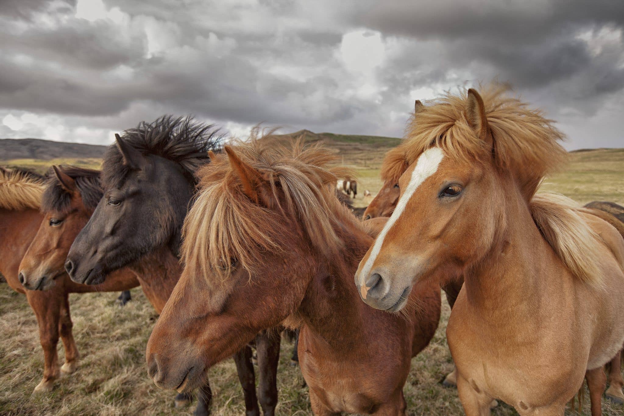 A group of Icelandic horses with flowing manes stands together in a green pasture in Iceland.