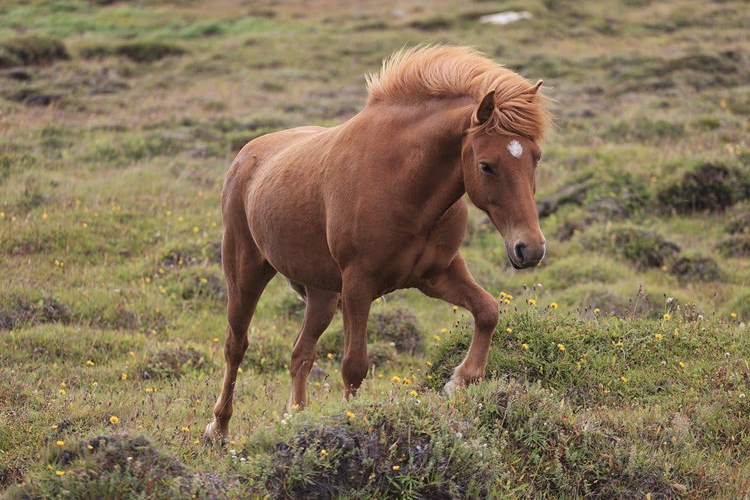 A chestnut Icelandic horse trots across a green, flower-dotted hillside in Iceland.