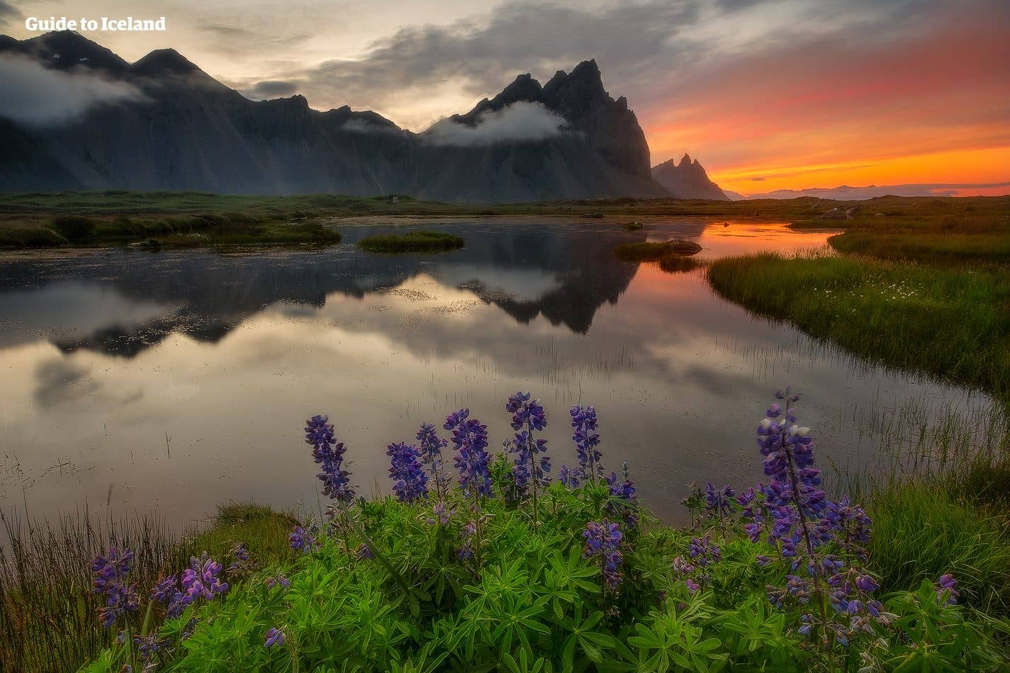 Purple lupines and a mirror-still pool sit beneath the jagged Eystrahorn mountains at sunset in southeast Iceland.