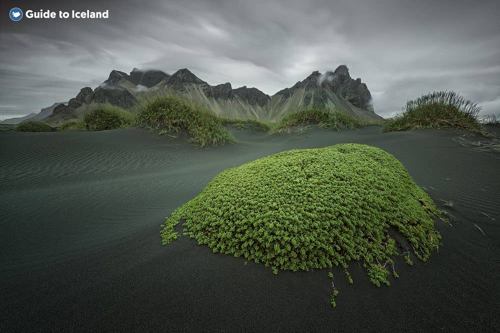 A green moss-covered mound rises from black sand below the Vestrahorn mountains at Stokksnes, southeast Iceland.