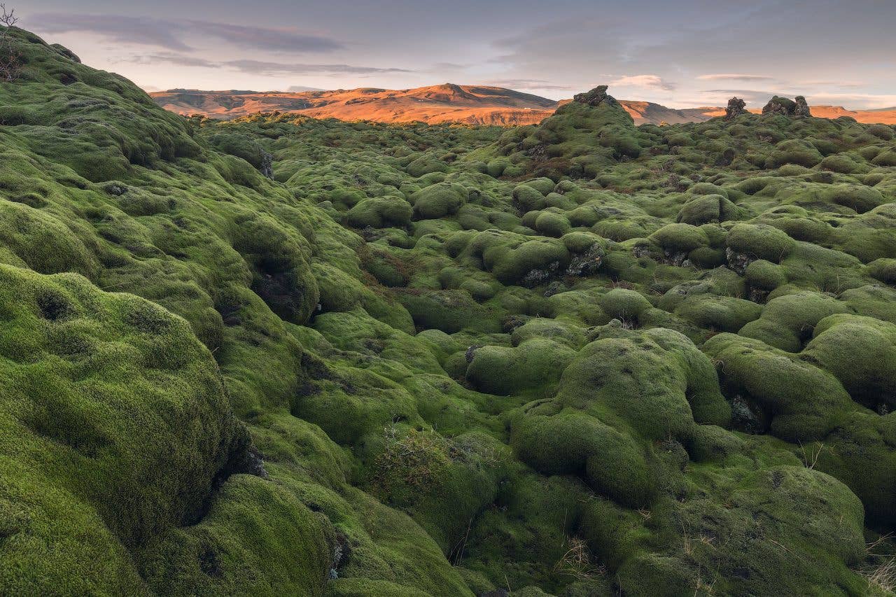 Thick green moss blankets an old lava field under soft evening light in Iceland.
