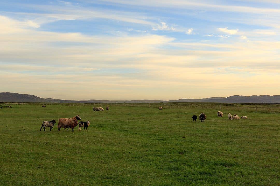 Icelandic horses and sheep graze together in a green summer pasture in Iceland.