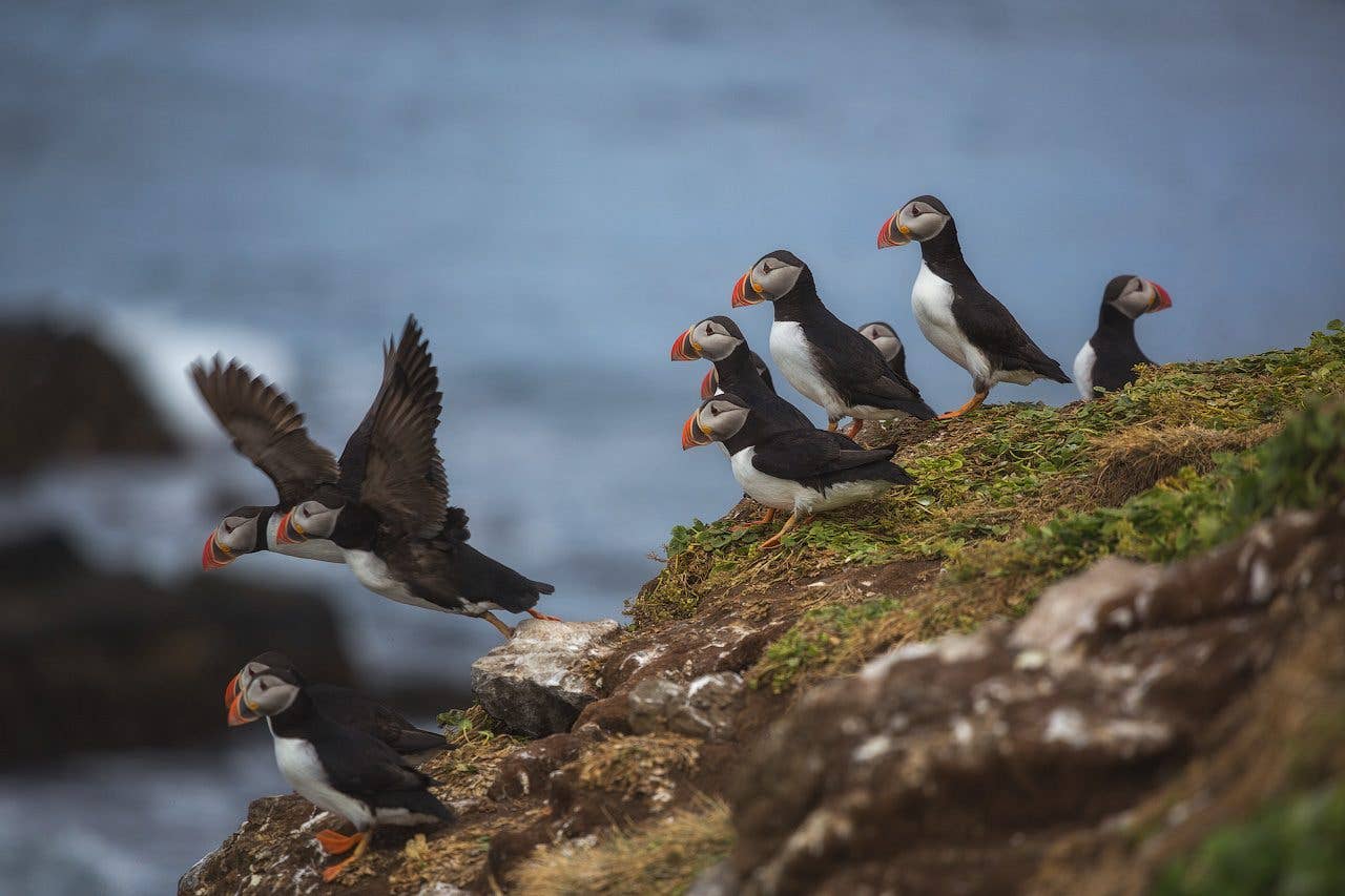 Atlantic puffins take off from a grassy sea cliff above the ocean in Iceland.