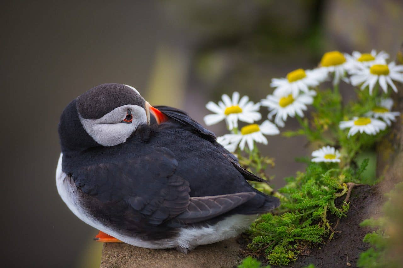An Atlantic puffin rests beside white daisies on a mossy clifftop in Iceland.