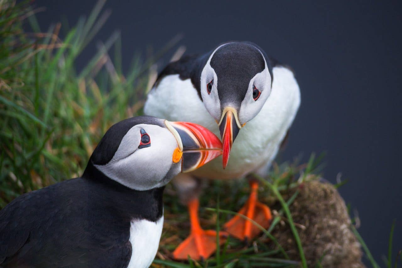 Two Atlantic puffins stand close together on a grassy cliff in Iceland.
