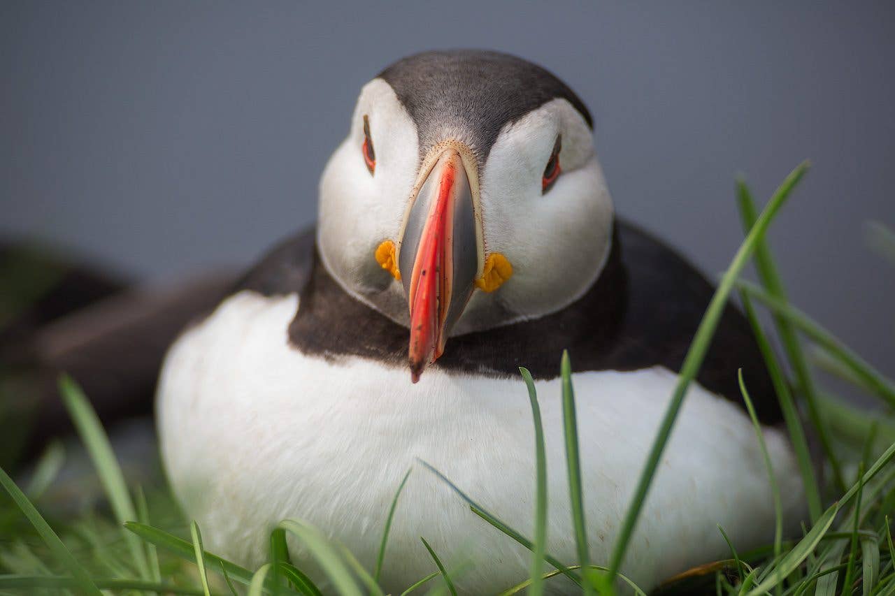 An Atlantic puffin looks straight at the camera from the grass on an Icelandic cliff.
