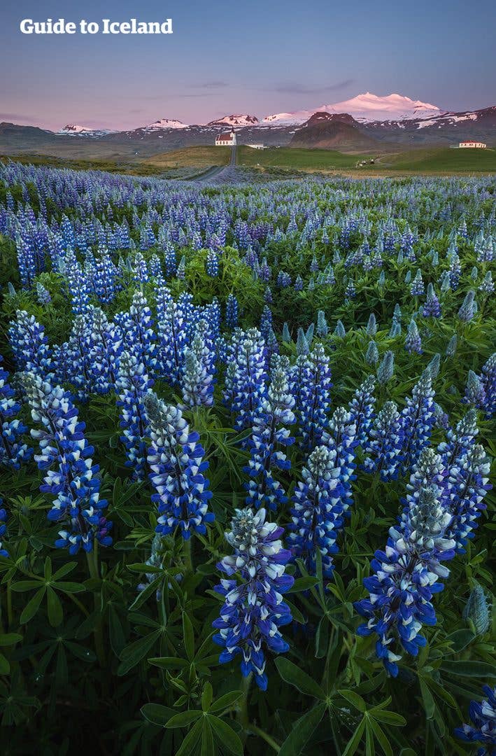 Ingjaldshólskirkja church rises above blue lupines below Snæfellsjökull on the Snæfellsnes Peninsula, Iceland.