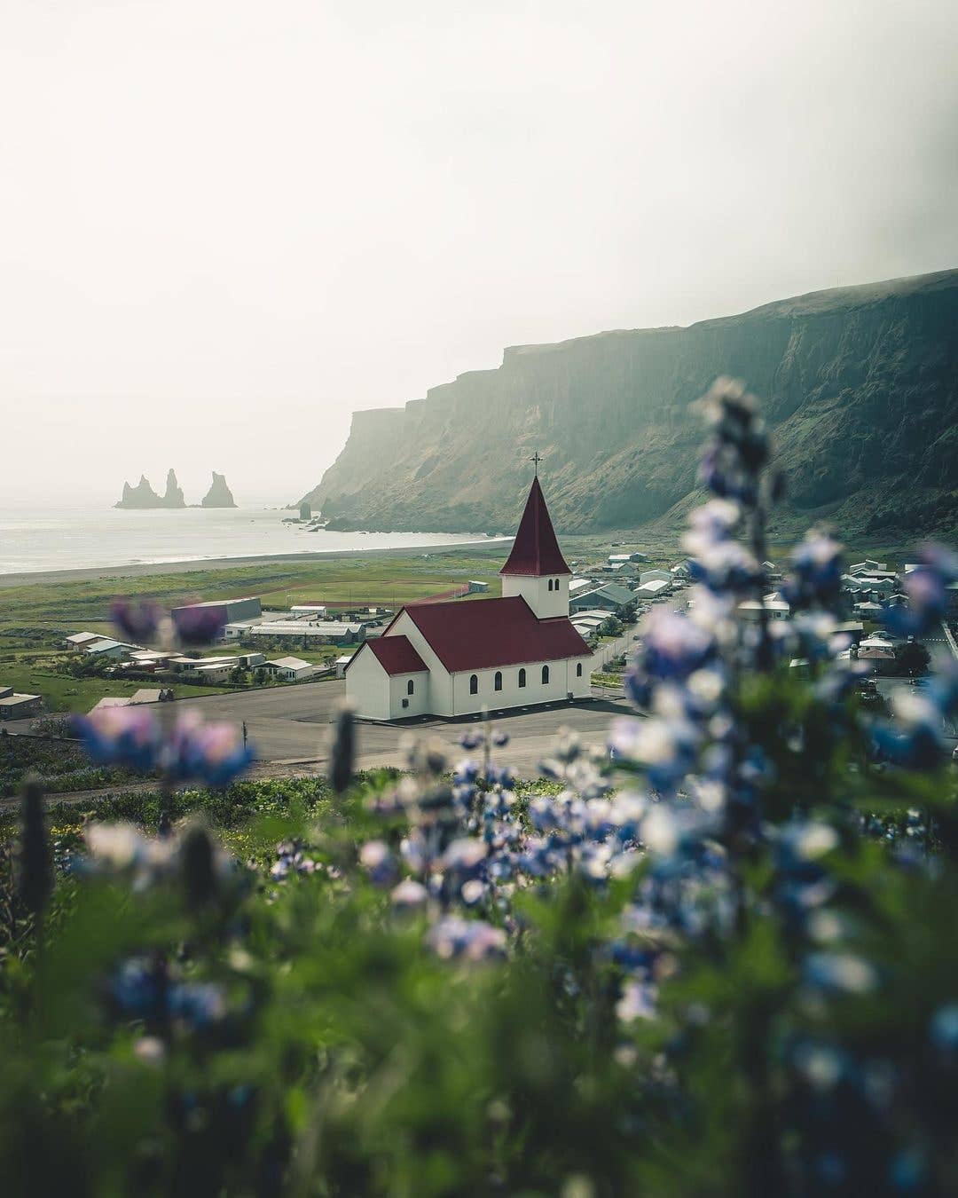 Lupines bloom below the red-roofed Víkurkirkja church above the black-sand coast at Vík in South Iceland.