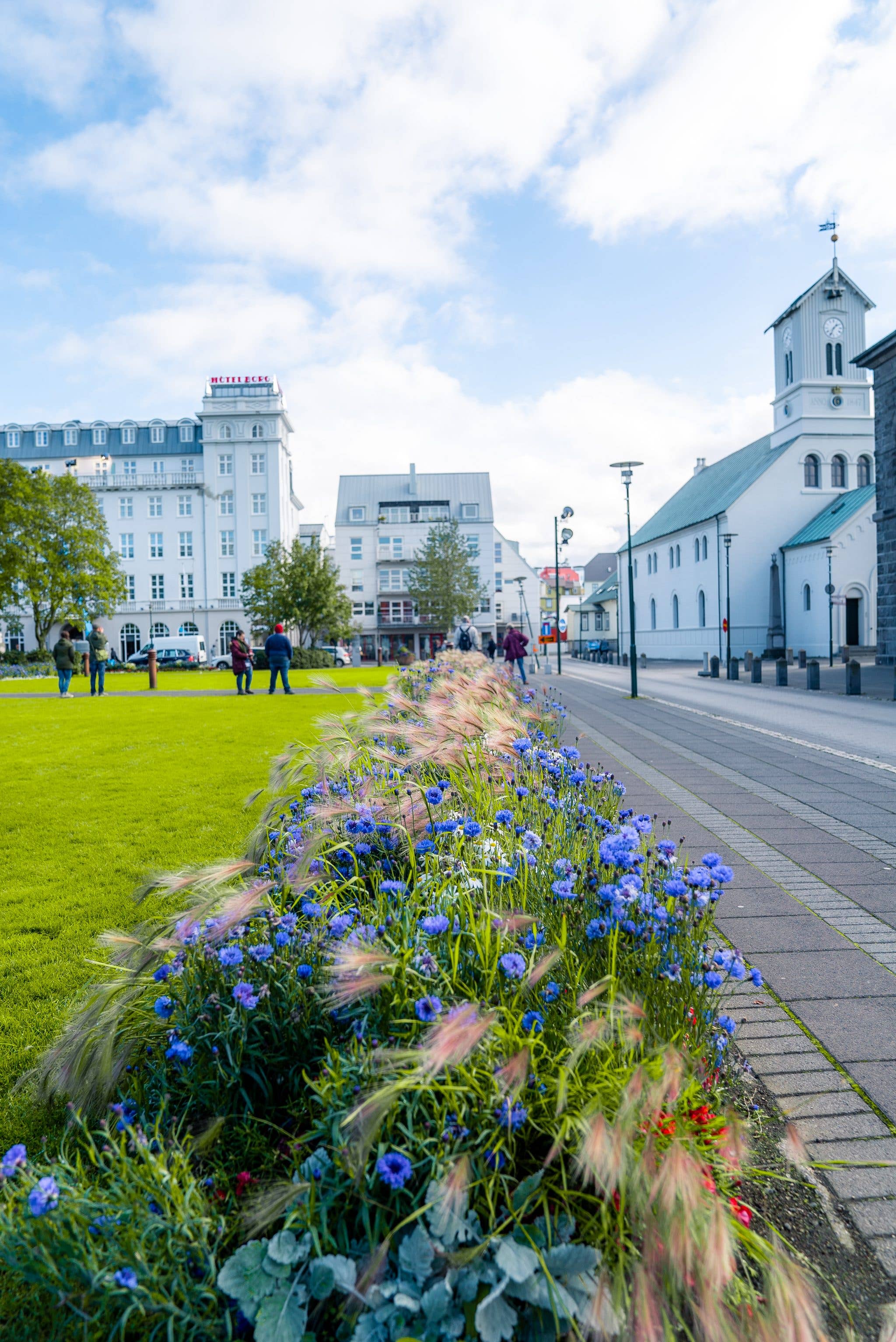 Summer lupines bloom on Austurvöllur square in the heart of downtown Reykjavík, Iceland.