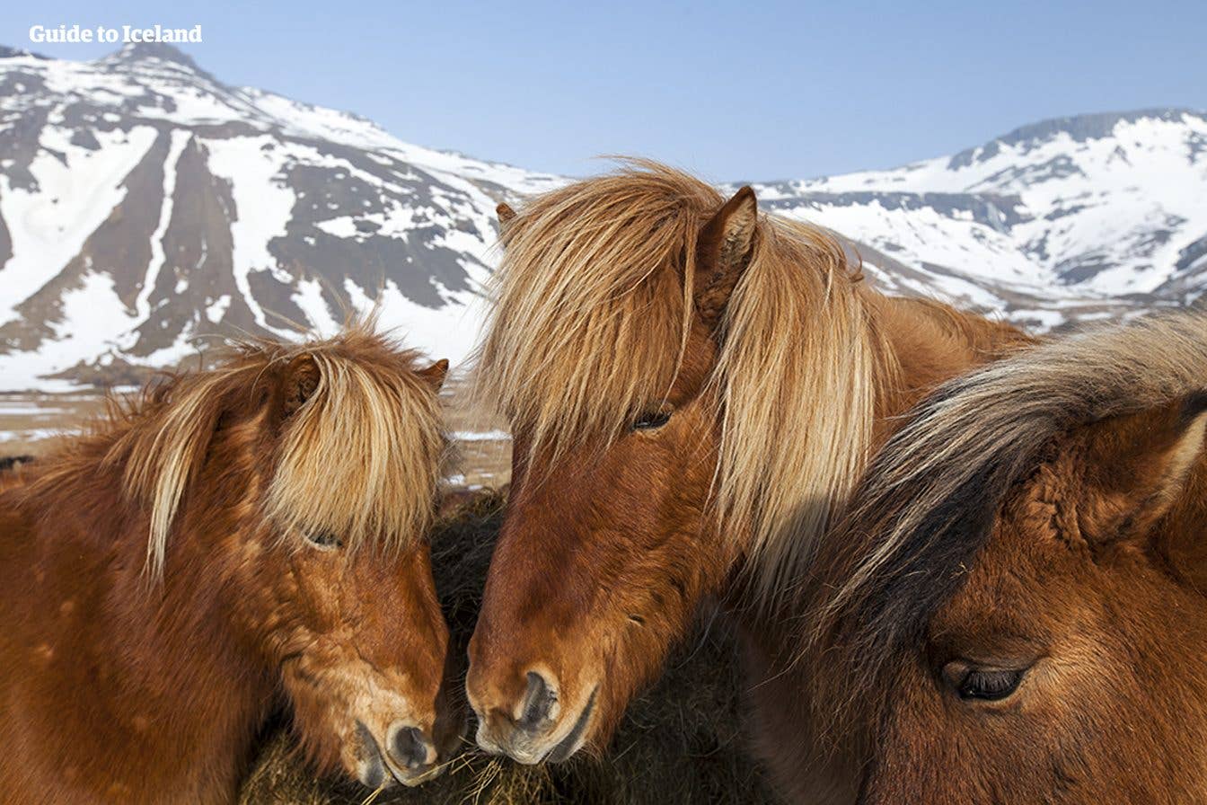 Icelandic horses with thick winter coats stand in the snow in Iceland.