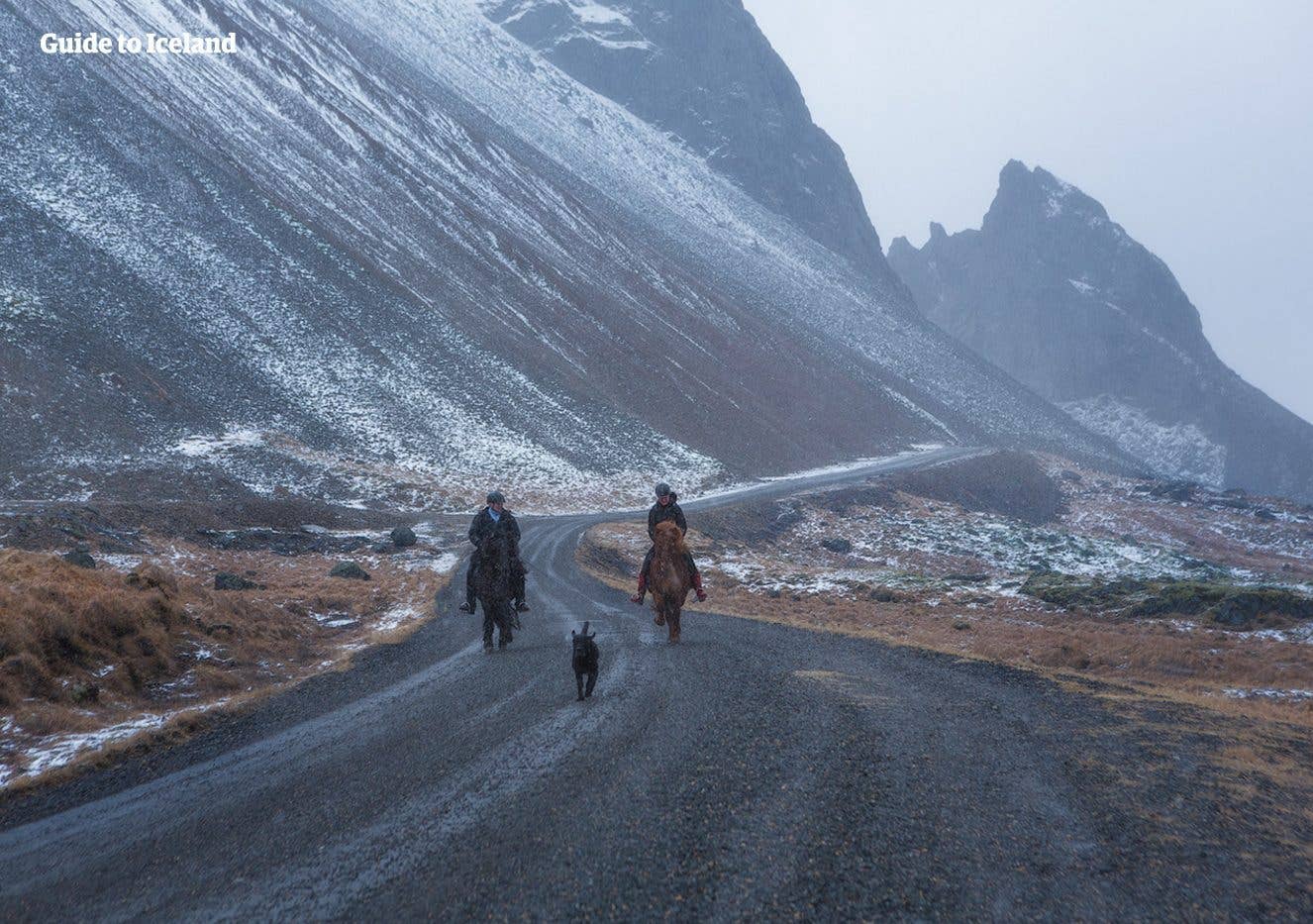 A herd of Icelandic horses grazes across a snowy winter field in Iceland.