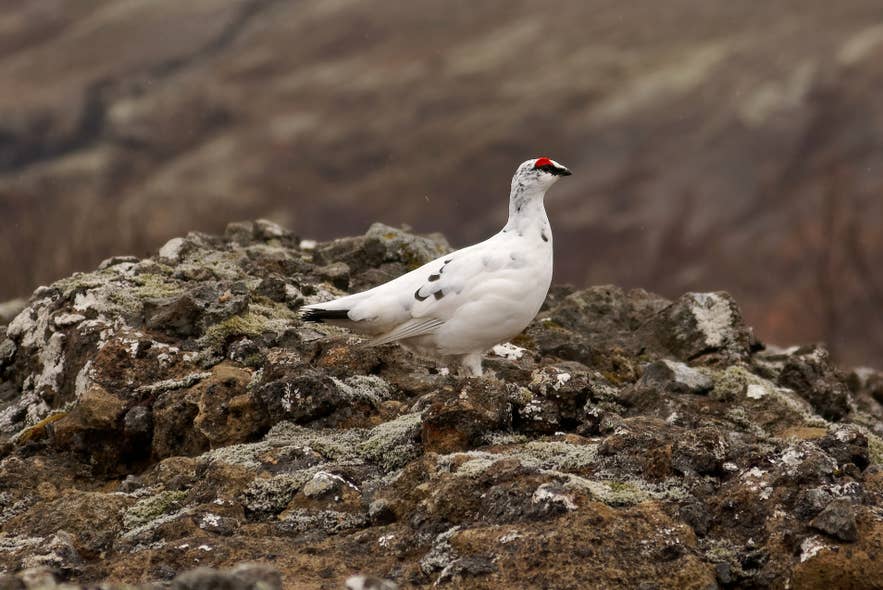Fjällripa på vandringsleden till vattenfallet Glymur i Hvalfjordur. Fjällripa på vandringsleden till vattenfallet Glymur i Hvalfjordur.