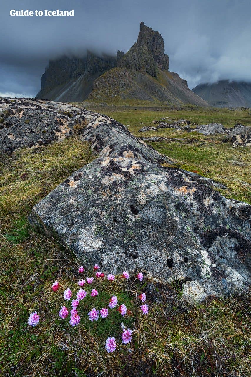 Summer flowers bloom below the jagged Eystrahorn mountain in Southeast Iceland.