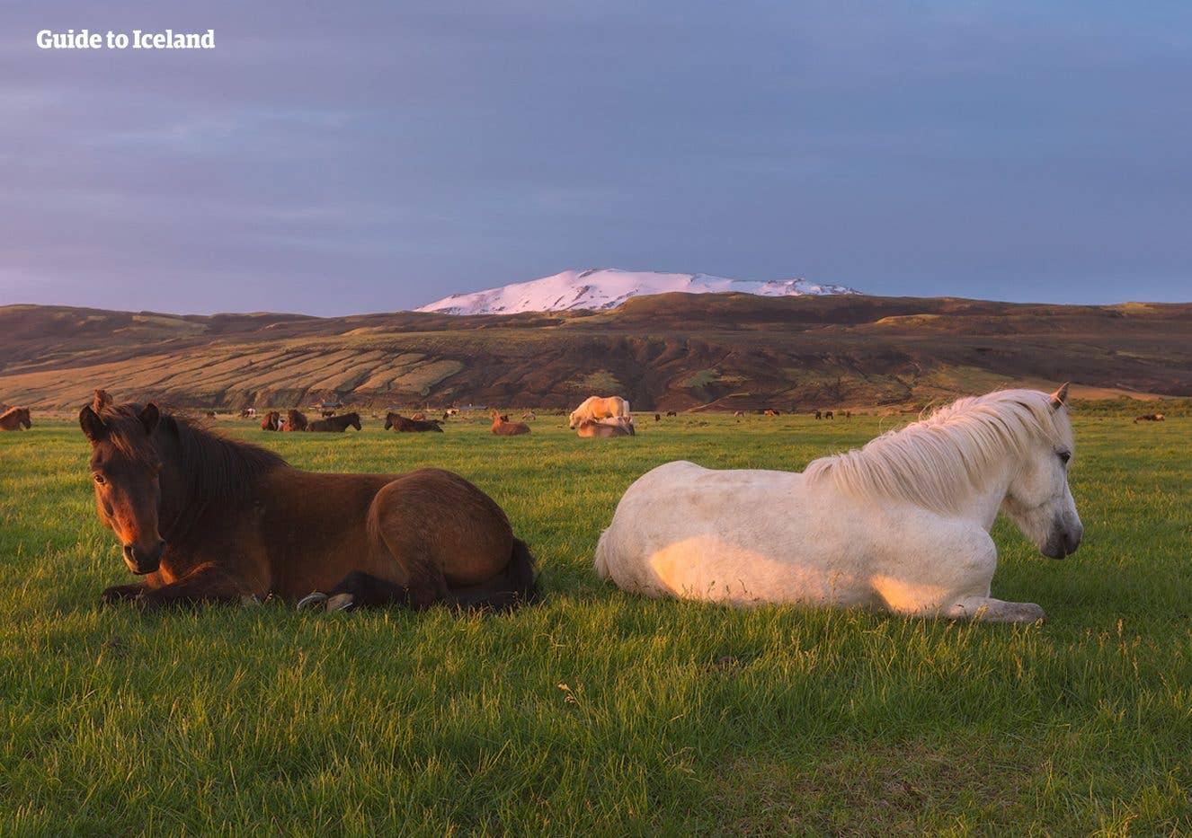 Icelandic horses graze below the Hekla volcano, one of Iceland most active mountains, in South Iceland.
