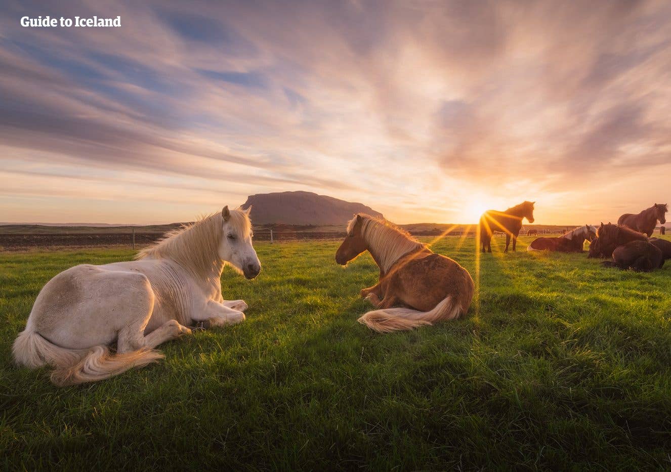 Horses rest at dusk beneath Herðubreið, the flat-topped queen of Icelandic mountains, in the highlands.