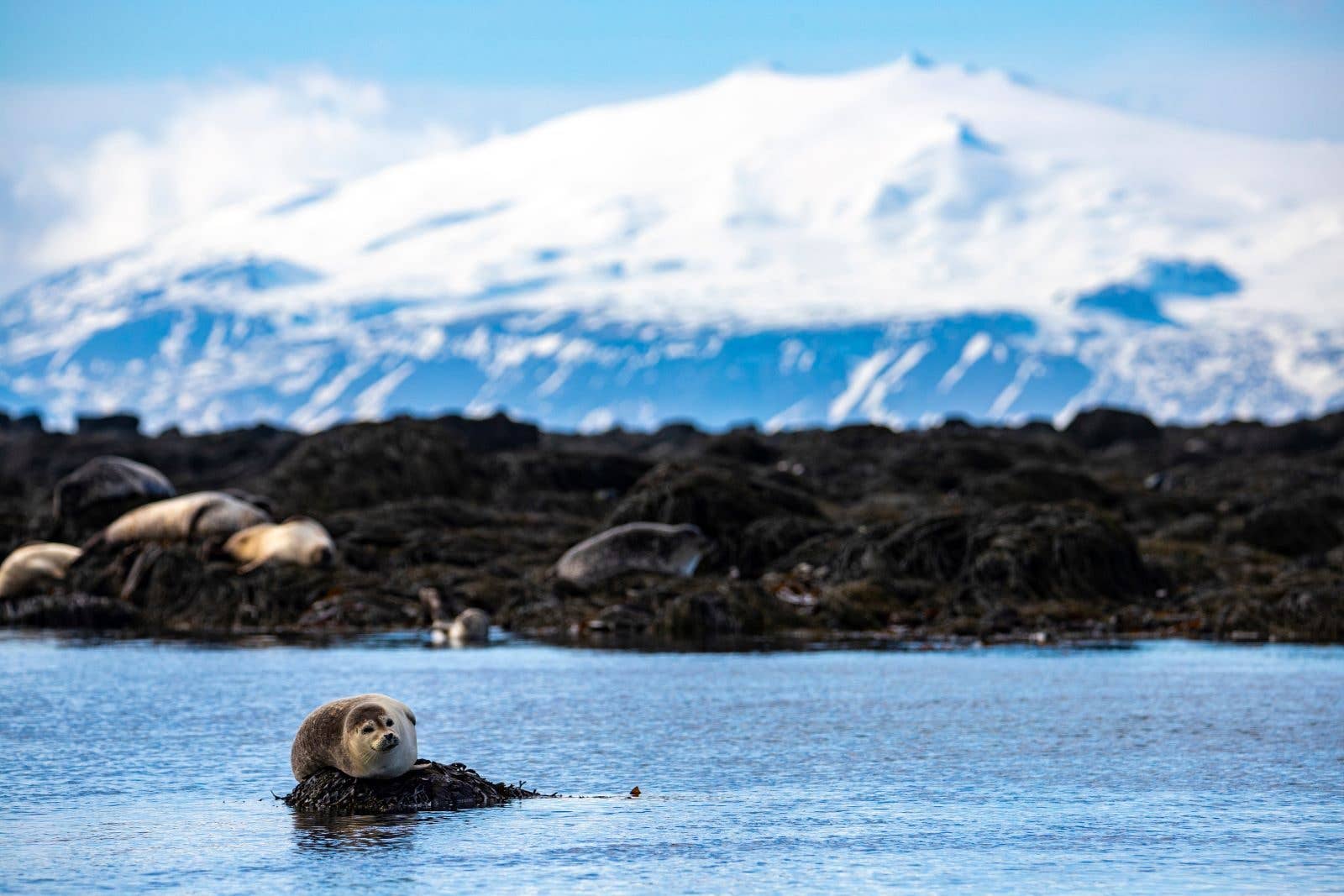 A seal rests on the rocks at Ytri Tunga beach below Snæfellsjökull on the Snæfellsnes Peninsula, Iceland.