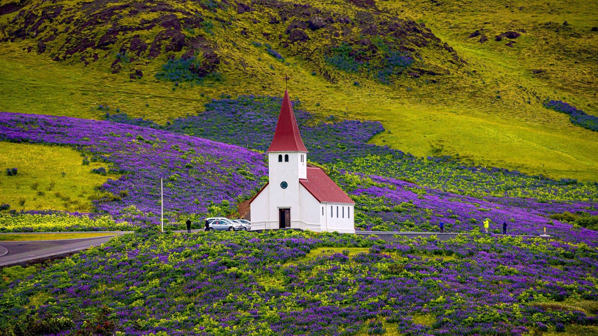 Purple lupines surround a red-roofed church near Vík in South Iceland.
