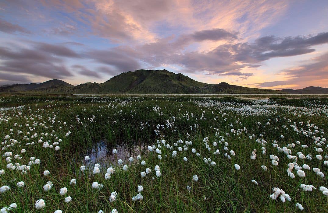 White cotton grass blooms across a green summer meadow below the mountains in Iceland.