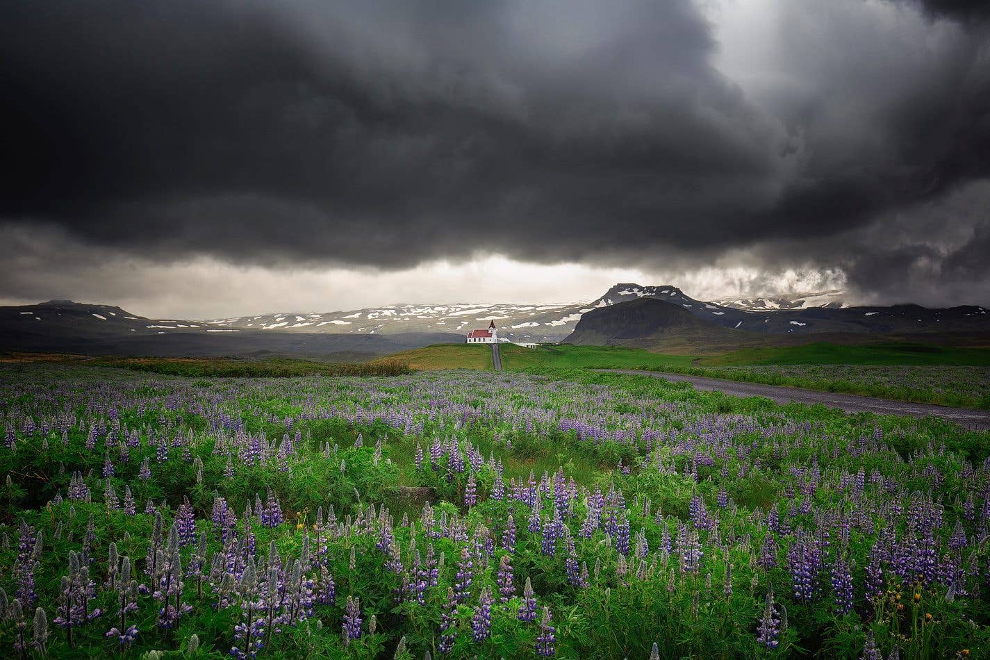 Purple lupines bloom across the fields of Mýrdalur under a summer sky in South Iceland.