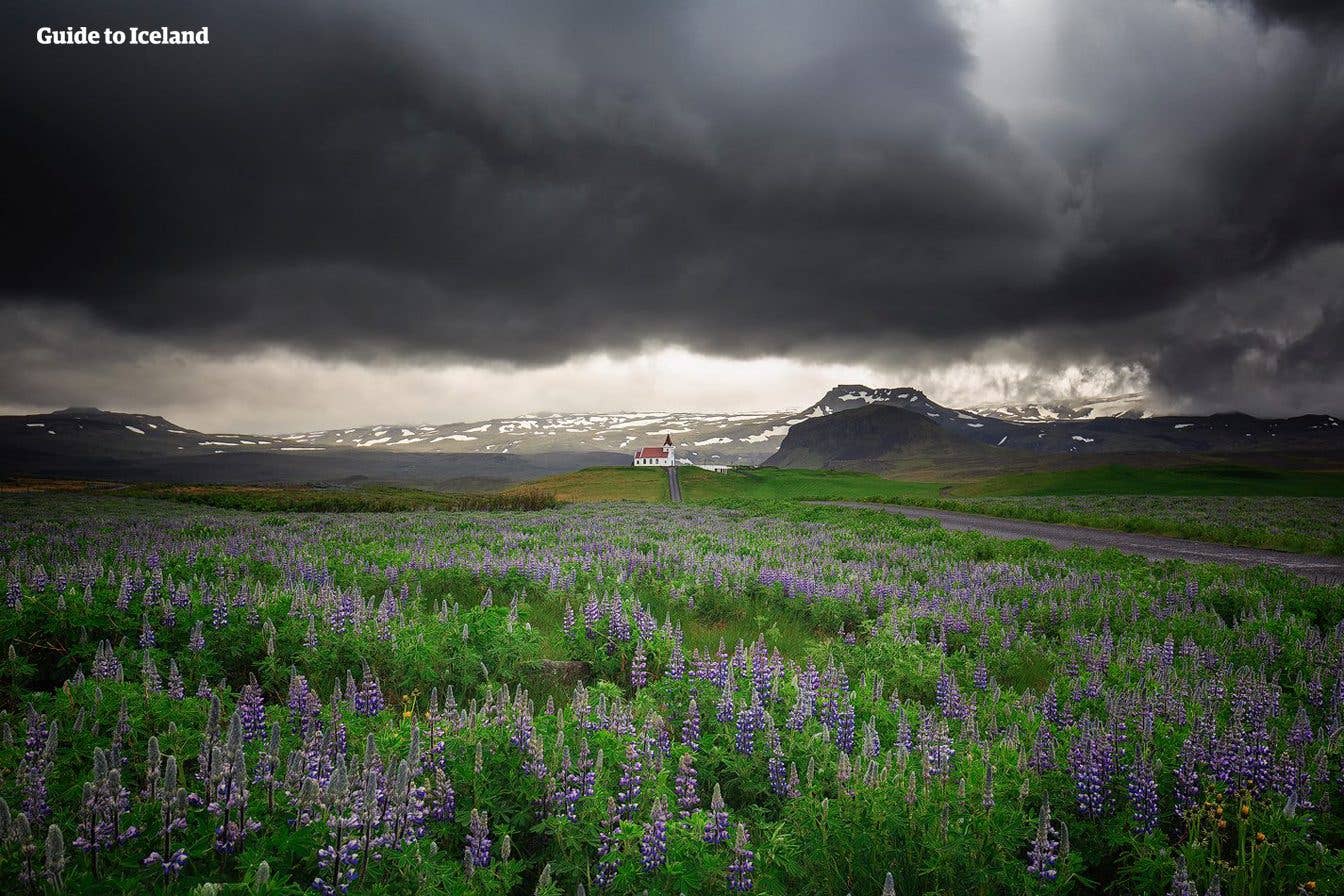 A field of purple lupines blooms below the mountains near Vík in South Iceland.