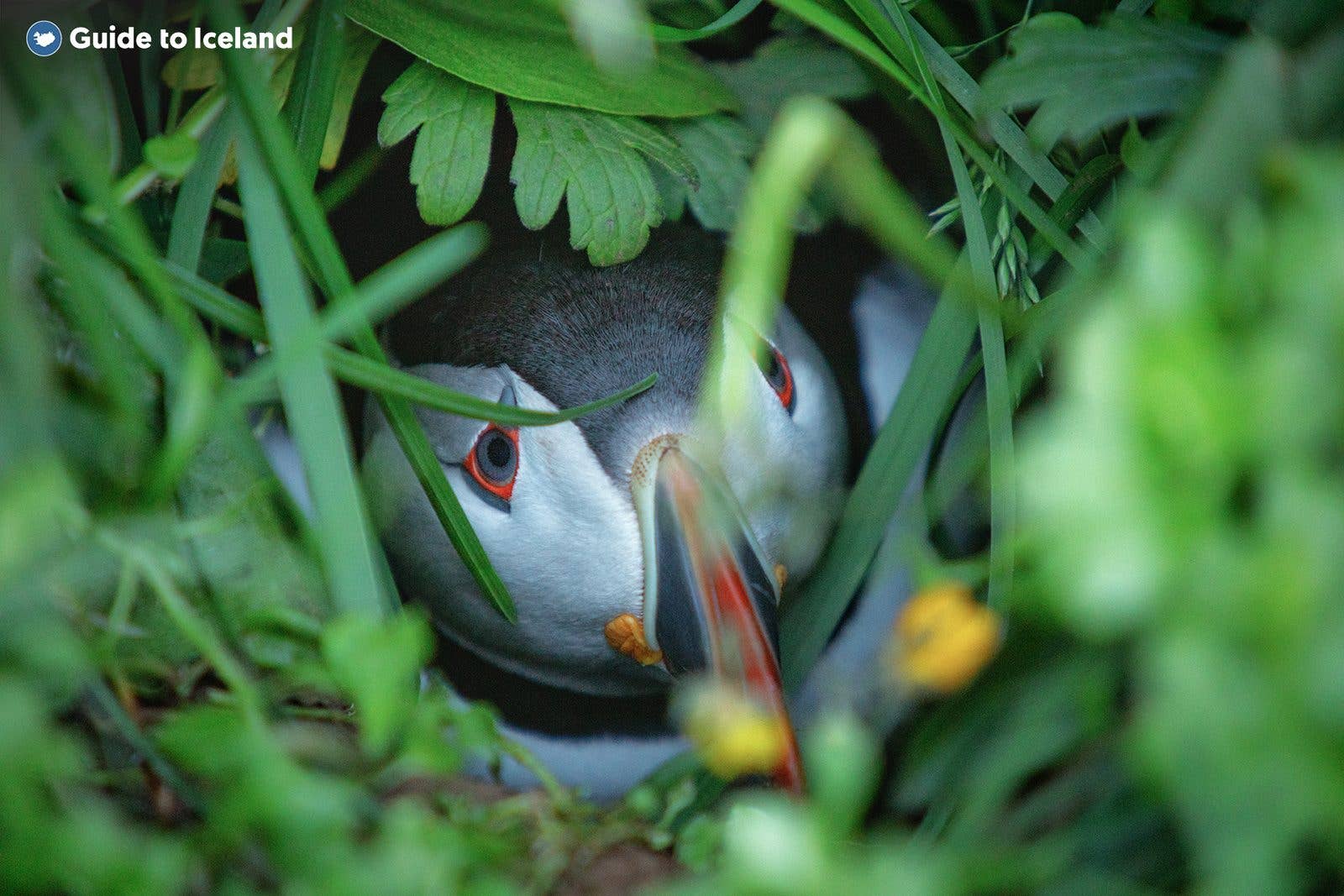 An Atlantic puffin peers out from the grass on a summer cliff in Iceland.