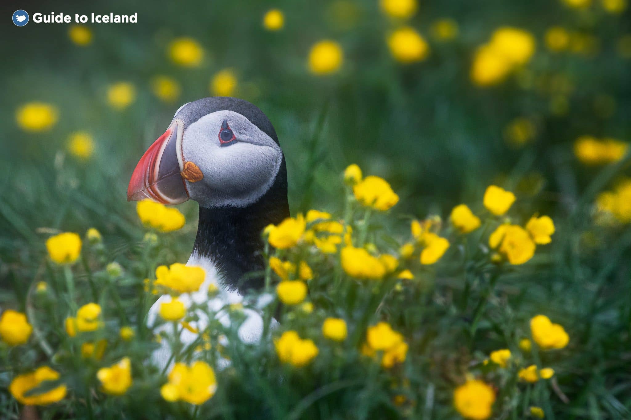 A puffin sits among yellow summer flowers on an Icelandic sea cliff.