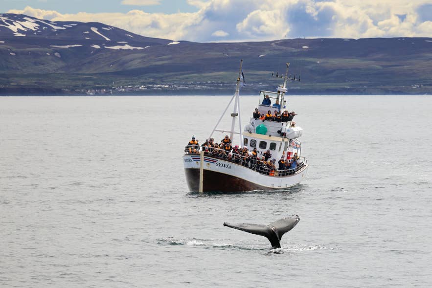 A whale surfacing beside a boat on a whale watching tour from Husavik in North Iceland.