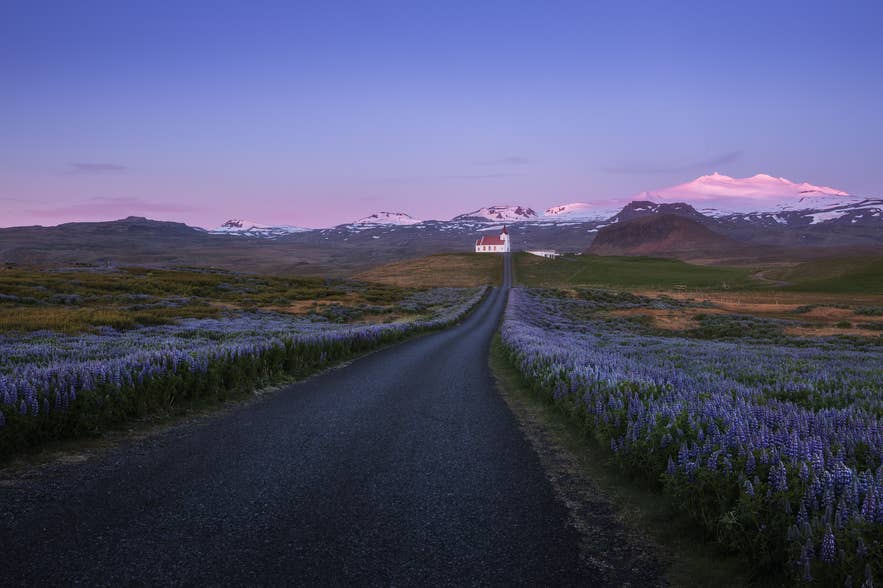 A gravel road lined with blooming lupines leads toward a church and snow-capped mountains on the Snaefellsnes Peninsula in West Iceland.