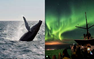 6-Hour Whale Watching & Northern Lights Boat Tour Combo with Transfer from Reykjavik