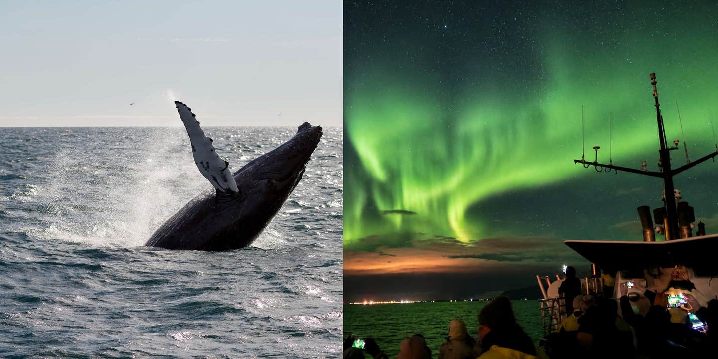 6-Hour Whale Watching & Northern Lights Boat Tour Combo with Transfer from Reykjavik