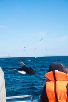 6-Hour Whale Watching & Northern Lights Boat Tour Combo with Transfer from Reykjavik