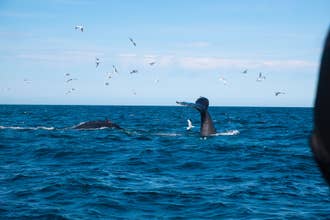 6-Hour Whale Watching & Northern Lights Boat Tour Combo with Transfer from Reykjavik
