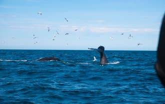 6-Hour Whale Watching & Northern Lights Boat Tour Combo with Transfer from Reykjavik