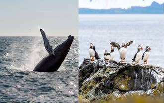 Combination 4-Hour Puffin & Whale-Watching Tour from Reykjavik