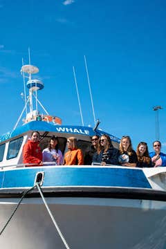 Combination 4-Hour Puffin & Whale-Watching Tour from Reykjavik