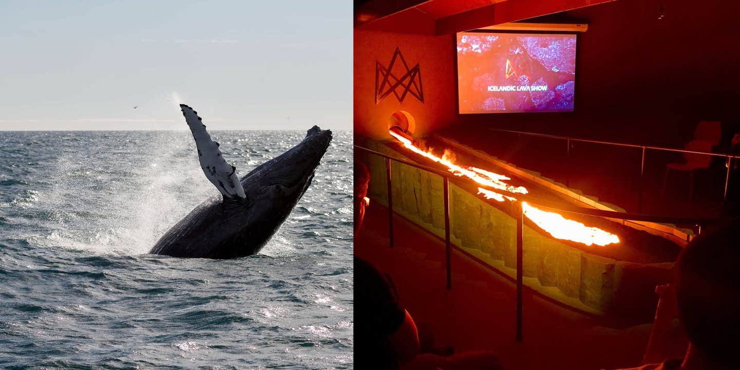 Exciting 4.5-Hour Whale Watching and Lava Show Combo Tour from Reykjavik