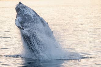 Exciting 4.5-Hour Whale Watching and Lava Show Combo Tour from Reykjavik