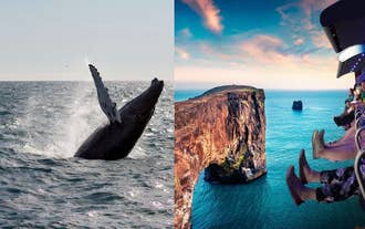 Combination 4.5-Hour Whale-Watching & FlyOver Iceland Tour in Reykjavik