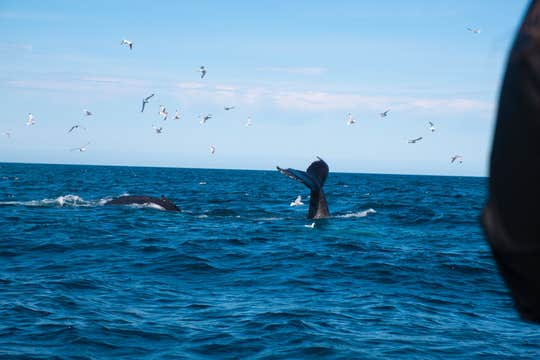 Combination 4.5-Hour Whale-Watching & FlyOver Iceland Tour in Reykjavik