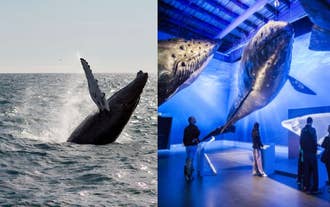 Extraordinary Whale Watching Tour and Whales of Iceland Exhibition from Reykjavik