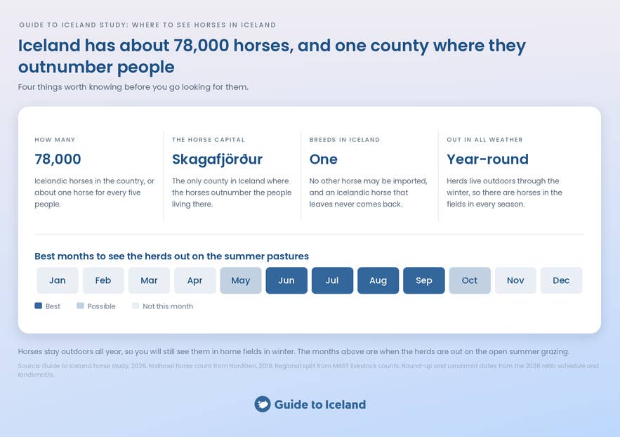 Guide to Iceland horse study summary with 78,000 horses and the best months to see herds in Iceland