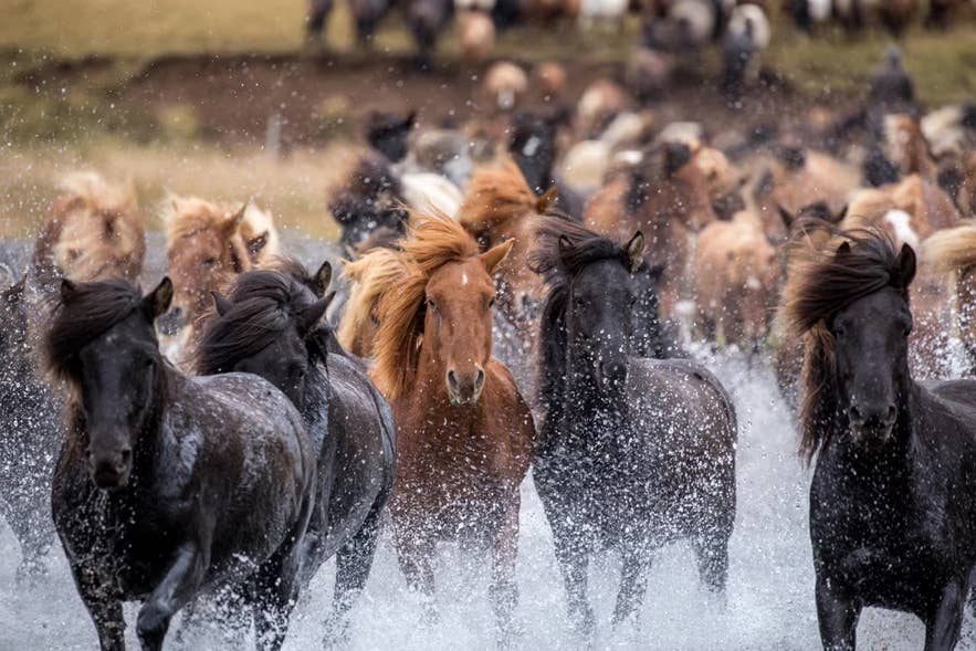 Large herd of Icelandic horses running through shallow water